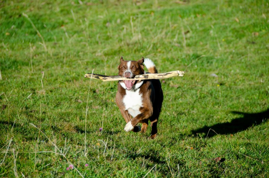 dog bite laws in oregon