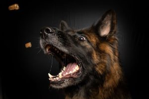 oregon dog bite law